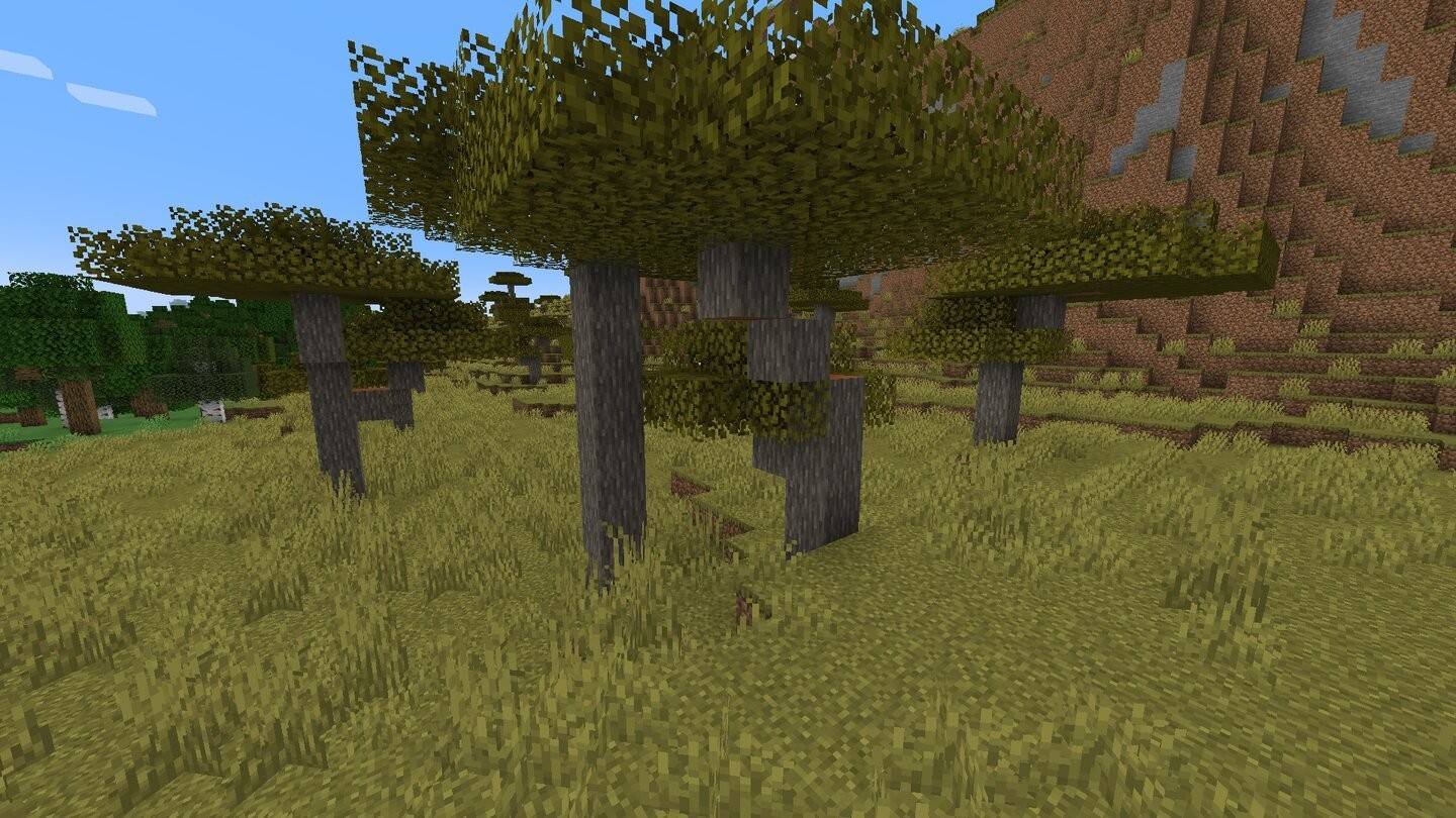 Akacja