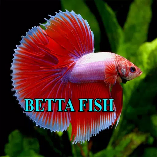 Betta Fish Gallery 스크린샷 3